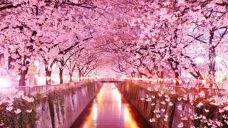 Hanami - japanische Tradition, Kirschblüten zu bewundern Wenn in Japan Kirschblütenfest